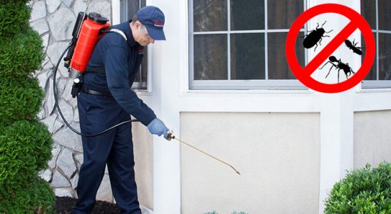 Taşkent Kene İlaçlama böcek ilaçlama ve haşere kontrolü — ilaclama-tr.com
